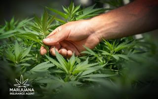 Risks Cannabis Business When Buying Insurance