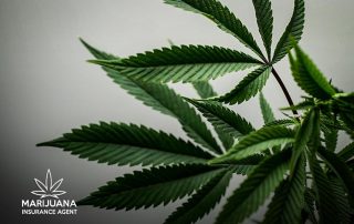 2022 Cannabis Insurance Market Update