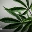 2022 Cannabis Insurance Market Update